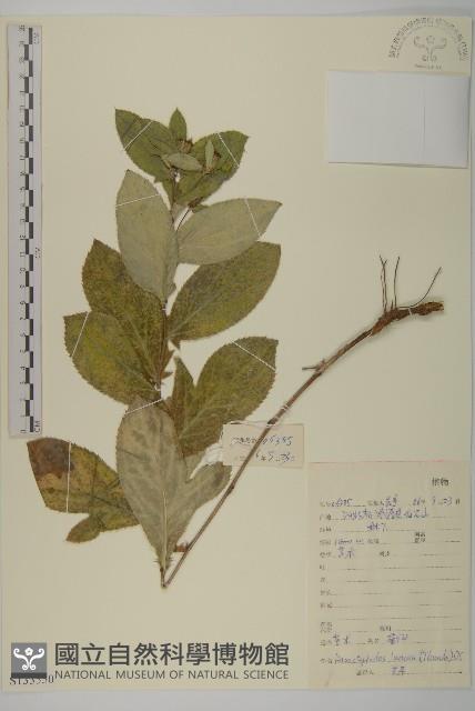 蒼朮、茅朮藏品圖，第1張