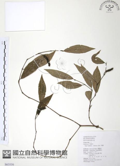 風藤藏品圖，第1張