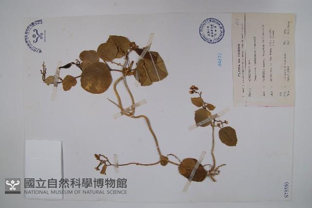 蘭嶼牛皮消、蘭嶼白薇藏品圖，第1張