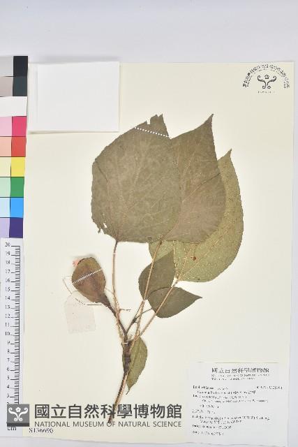 油桐藏品圖，第1張