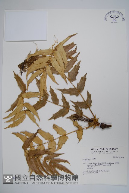 登錄號:S036690藏品圖，第1張