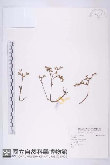 登錄號:S146690藏品圖，第1張