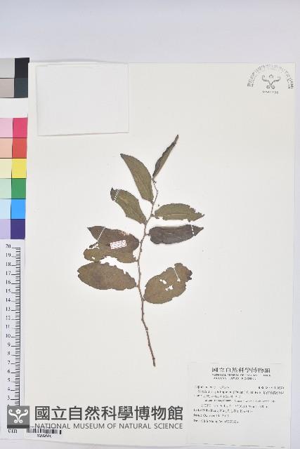 菲律賓饅頭果藏品圖，第1張