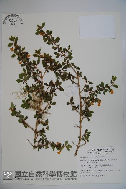 川上氏忍冬藏品圖，第1張