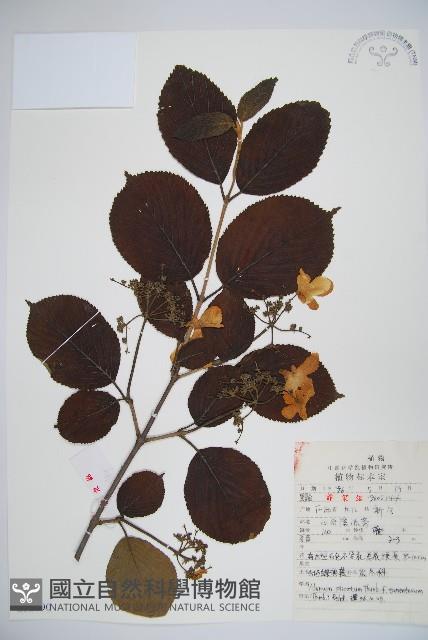 Accession Number:S052690 Collection Image, Figure 1, Total 2 Figures