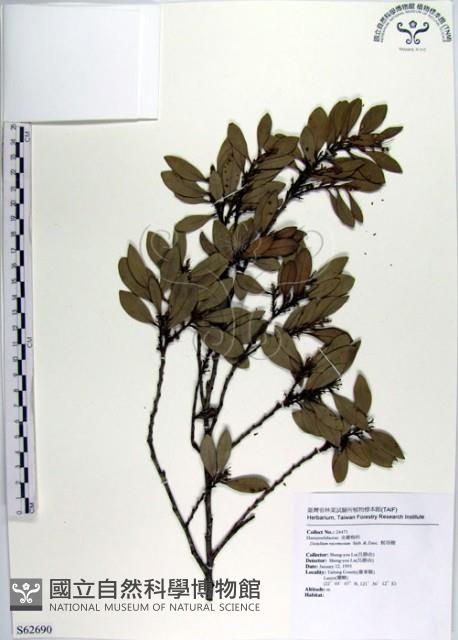 蚊母樹藏品圖，第1張