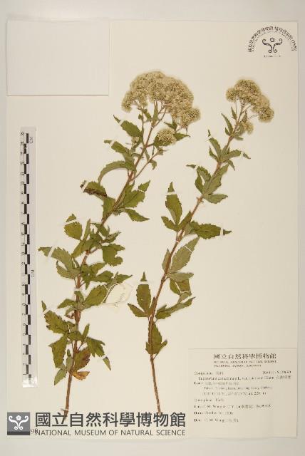 台灣澤蘭藏品圖，第1張