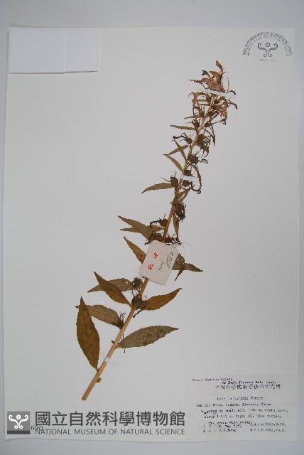 江南山梗菜藏品圖，第1張