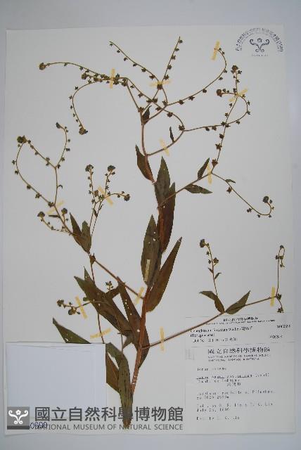 琉璃草藏品圖，第1張