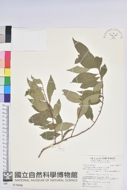 巒大越橘藏品圖，第1張