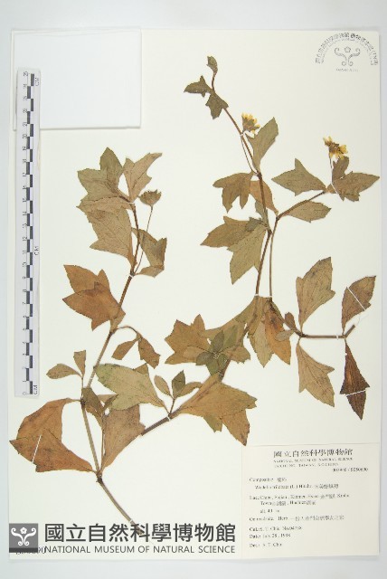 南美蟛蜞菊、三裂葉蟛蜞菊藏品圖，第1張