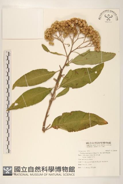 美洲闊苞菊藏品圖，第1張