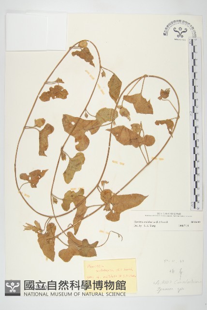吊鐘藤藏品圖，第1張