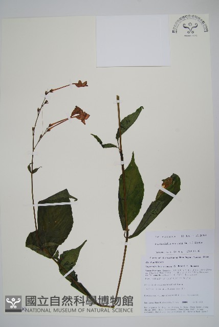 尼氏擬馬偕花藏品圖，第1張