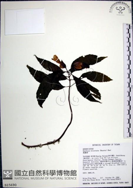 角桐草、台灣半蒴苣苔藏品圖，第1張