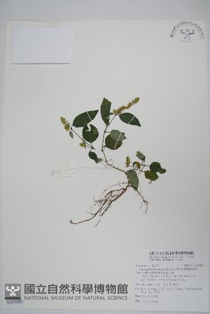 卵葉鱗球花藏品圖，第1張