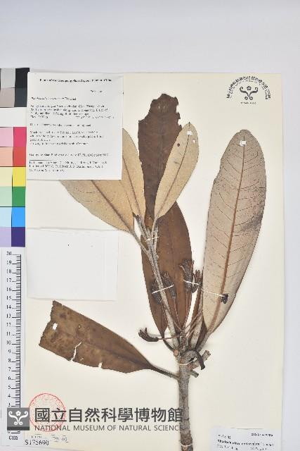 革葉杜鵑藏品圖，第1張