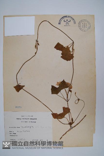 黑眼花藏品圖，第1張