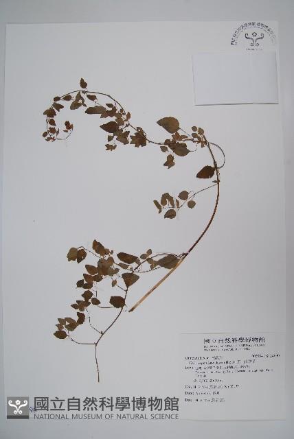 玉山山奶草藏品圖，第1張