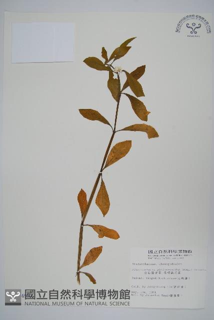 空心蓮子草藏品圖，第1張