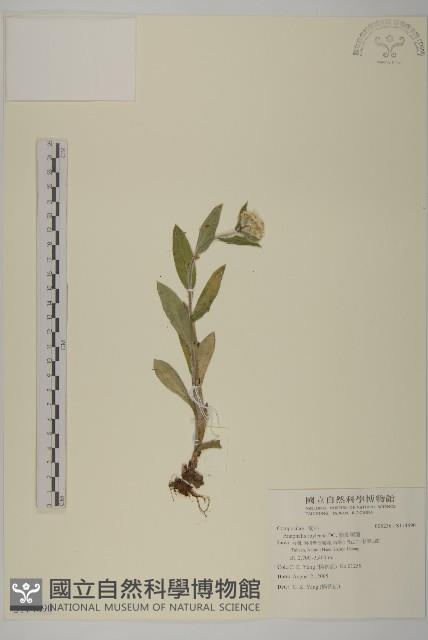 能高籟簫藏品圖，第1張