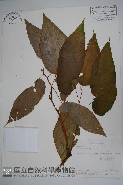 圓果秋海棠藏品圖，第1張