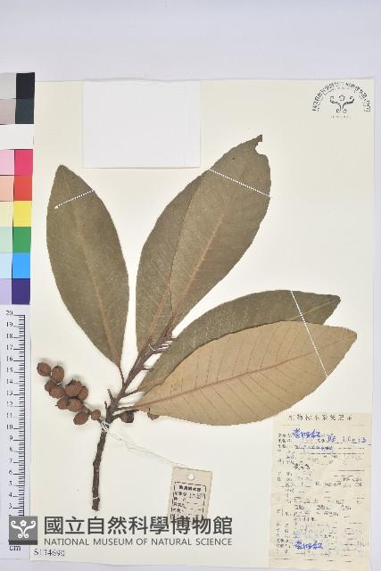 黧蒴栲藏品圖，第1張