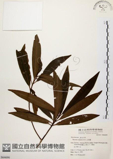 大明橘藏品圖，第1張