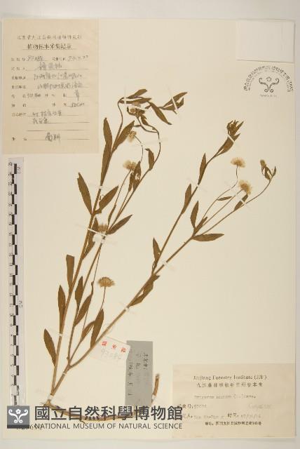 白頂飛蓬藏品圖，第1張