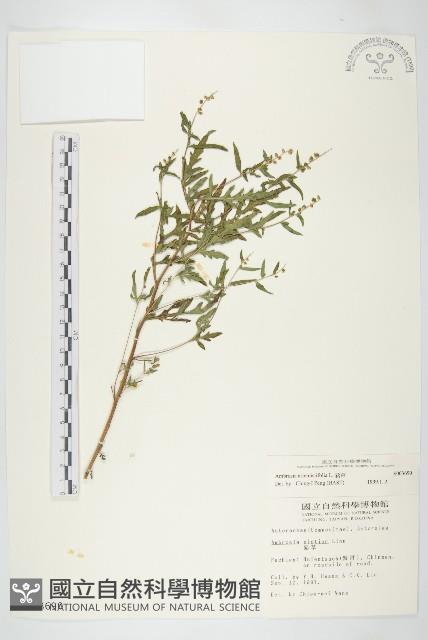 豬草、瘤果菊藏品圖，第1張