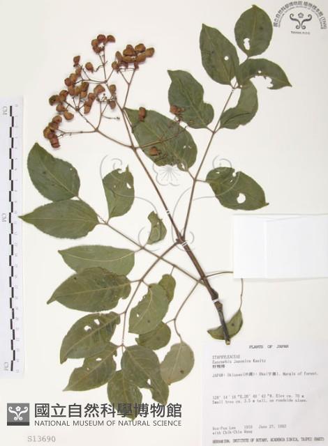 野鴉椿藏品圖，第1張