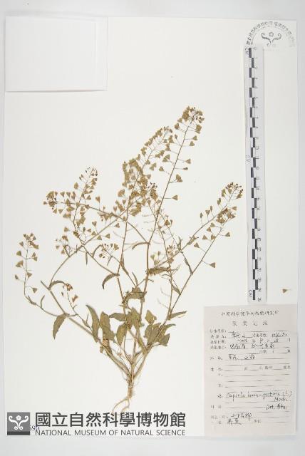 薺藏品圖，第1張