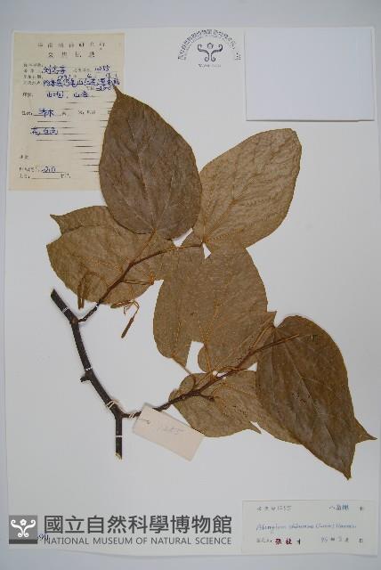 八角楓藏品圖，第1張