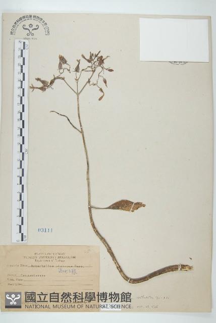 倒吊蓮、匙葉燈籠草藏品圖，第1張