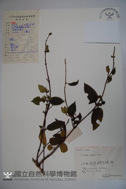 忍冬、金銀花藏品圖，第1張