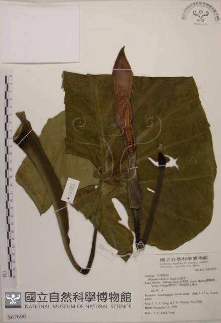 姑婆芋藏品圖，第1張