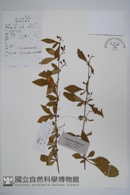 廬山小檗藏品圖，第1張