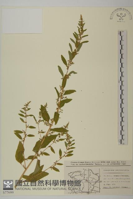 登錄號:S077690藏品圖，第1張