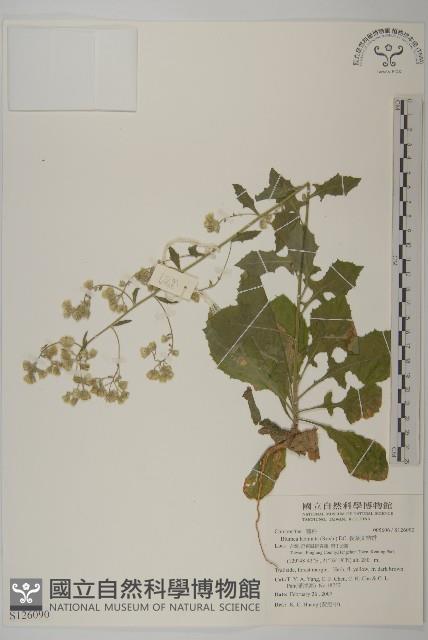 裂葉艾納香藏品圖，第1張