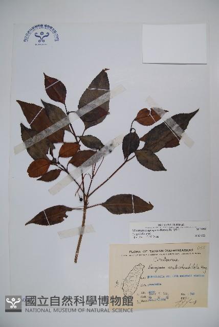 高山莢迷藏品圖，第1張