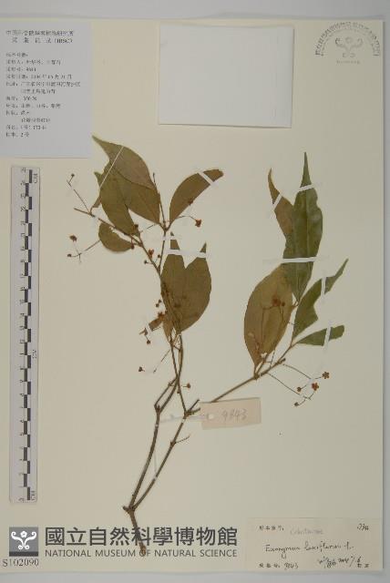 大丁黃藏品圖，第1張