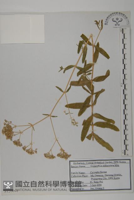 霞草、歐石頭花藏品圖，第1張