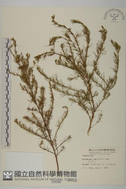 茵蔯蒿藏品圖，第1張