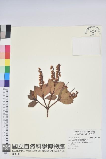 臺灣馬醉木藏品圖，第1張