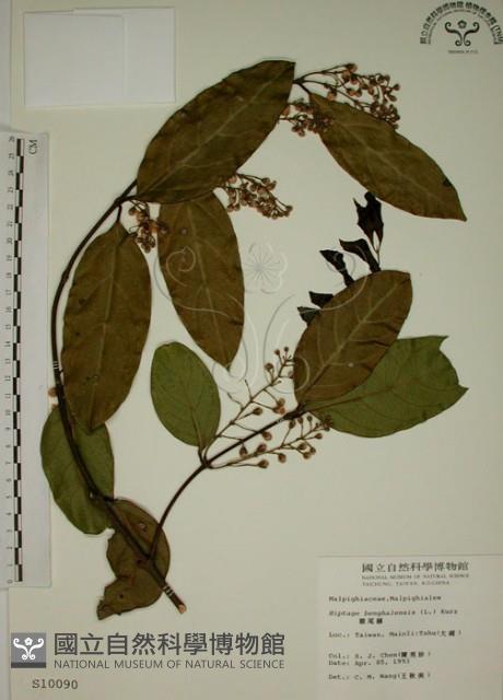 猿尾藤藏品圖，第1張