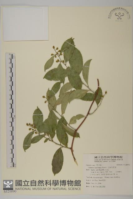 光果南蛇藤藏品圖，第1張