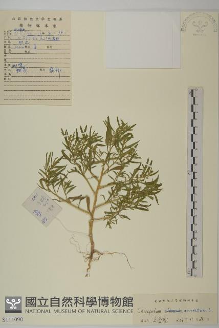 刺藜藏品圖，第1張