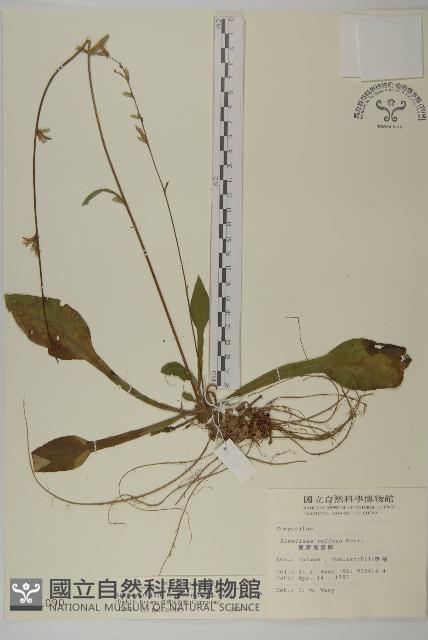 臺灣鬼督郵藏品圖，第1張