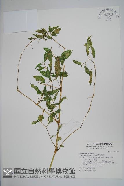 黃花鳳仙花藏品圖，第1張