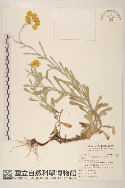 鼠麴草藏品圖，第1張